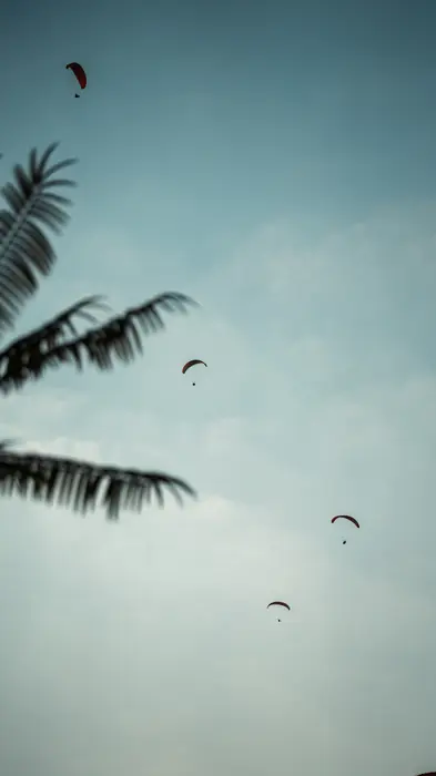 Palm fronds and paragliders in the sky